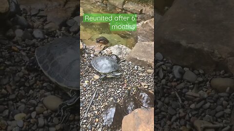 Turtles reunited after 6 months full video #turtle #turtlepond #ponds #turtles #shorts