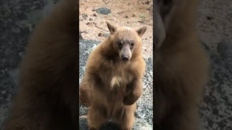 Lake Tahoe Bears Casing Homes