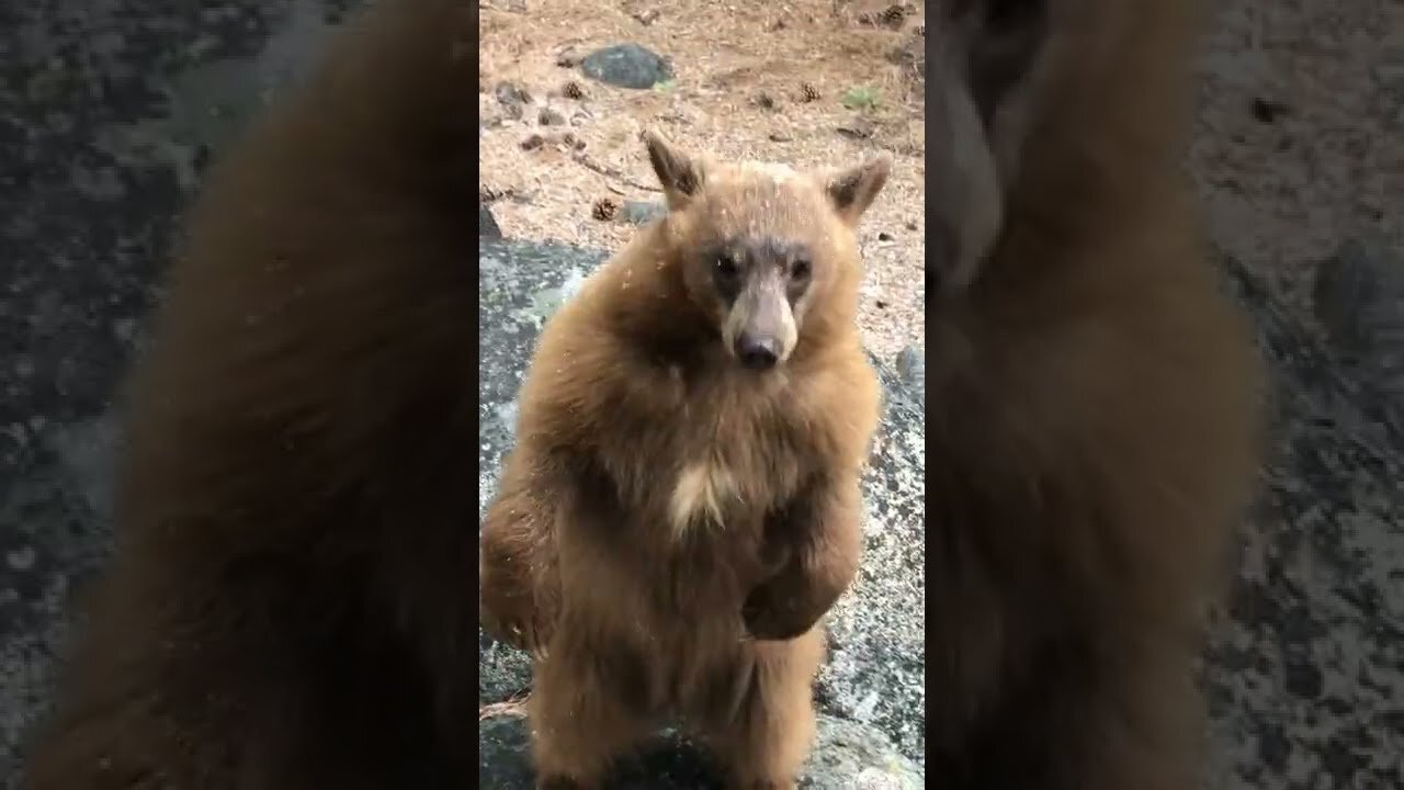 Lake Tahoe Bears Casing Homes