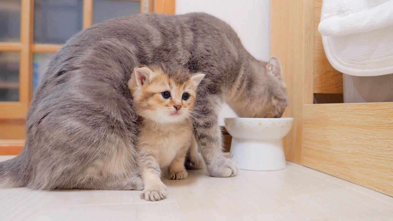 The naughty kitten jumps out of the box and won't sleep