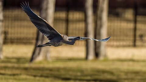 Great Blue Heron Frame Animation, Sony A1/Sony Alpha, 4k