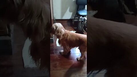 #dogshow , #animals , #dogs , #shorts