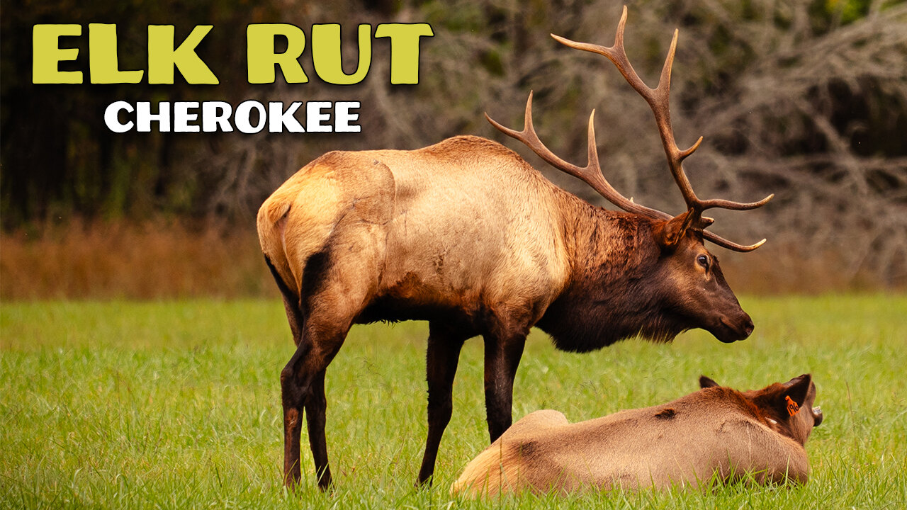 Photographing elk during the autumn rut in the Great Smokies!