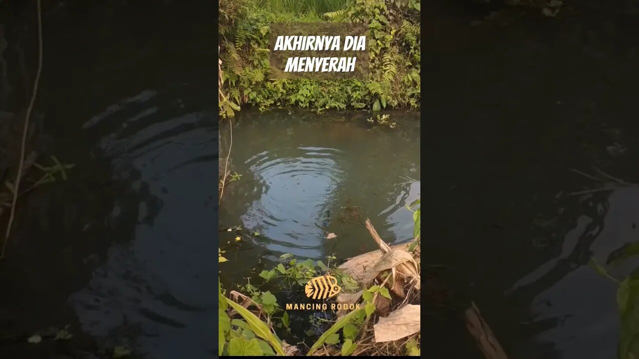 AKHIRNYA SANG MONSTER MENYERAH !! Tarikan ikan ini mantep banget diberi perlawanan sampe puas