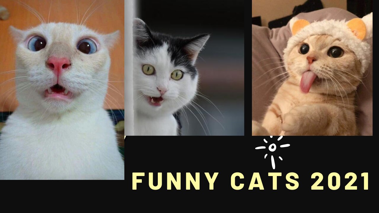 The Funniest Cats of 2021