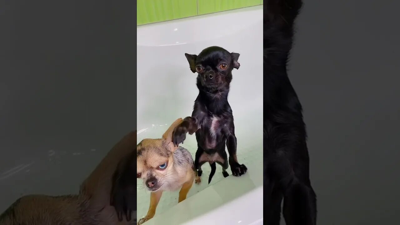 #shorts Смешные Собаки Из Тик Тока 73 Funny Dogs From Tiktok