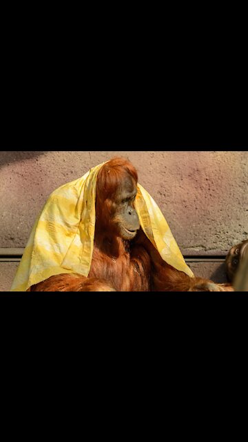Life of the orangutan