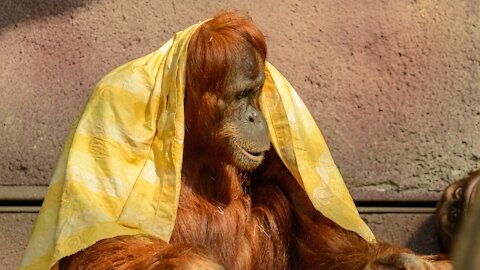 Life of the orangutan