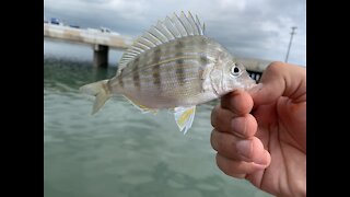 How To Catch Pinfish And Use Them As Bait