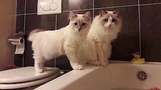 Kitten sees human taking a bath for the first time