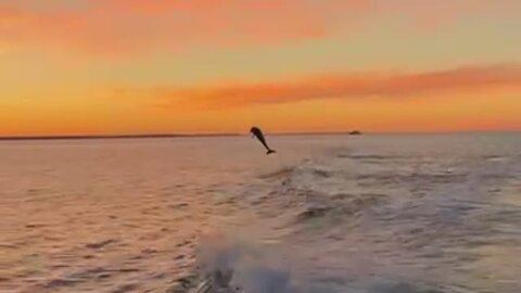 Jumping dolphins chase after boat in Australia