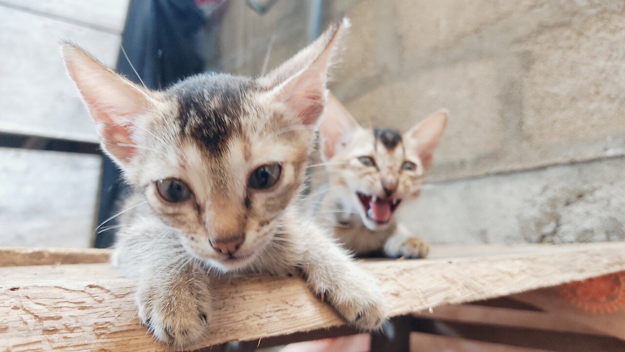 Funny Cute kittens playing