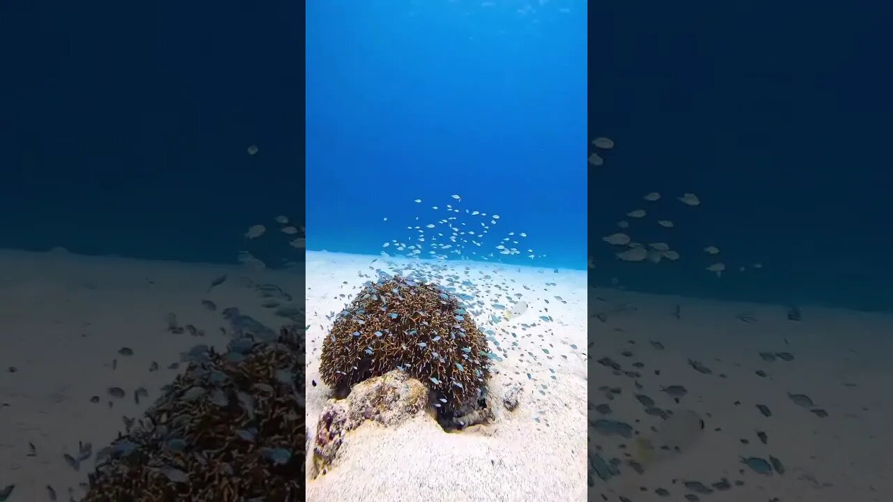 Aquela cena que não conseguimos parar de ver.😍 #shorts #animals #ocean