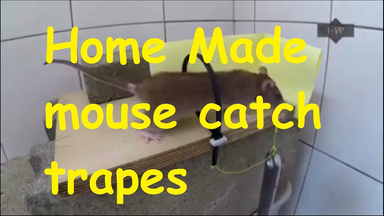 Home Made mouse catch trapes