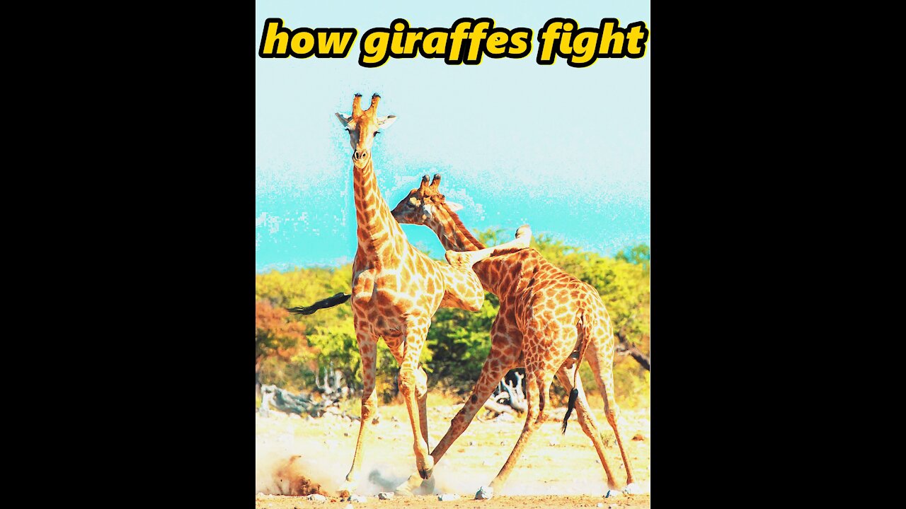 how giraffes fight