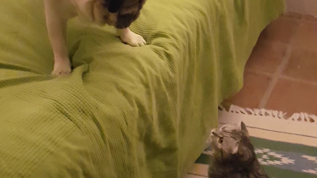 Pug Vs Cat