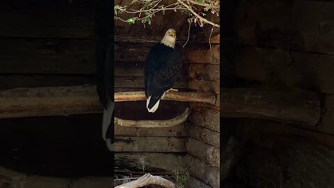 Deep thoughts of a Bald Eagle 🦅