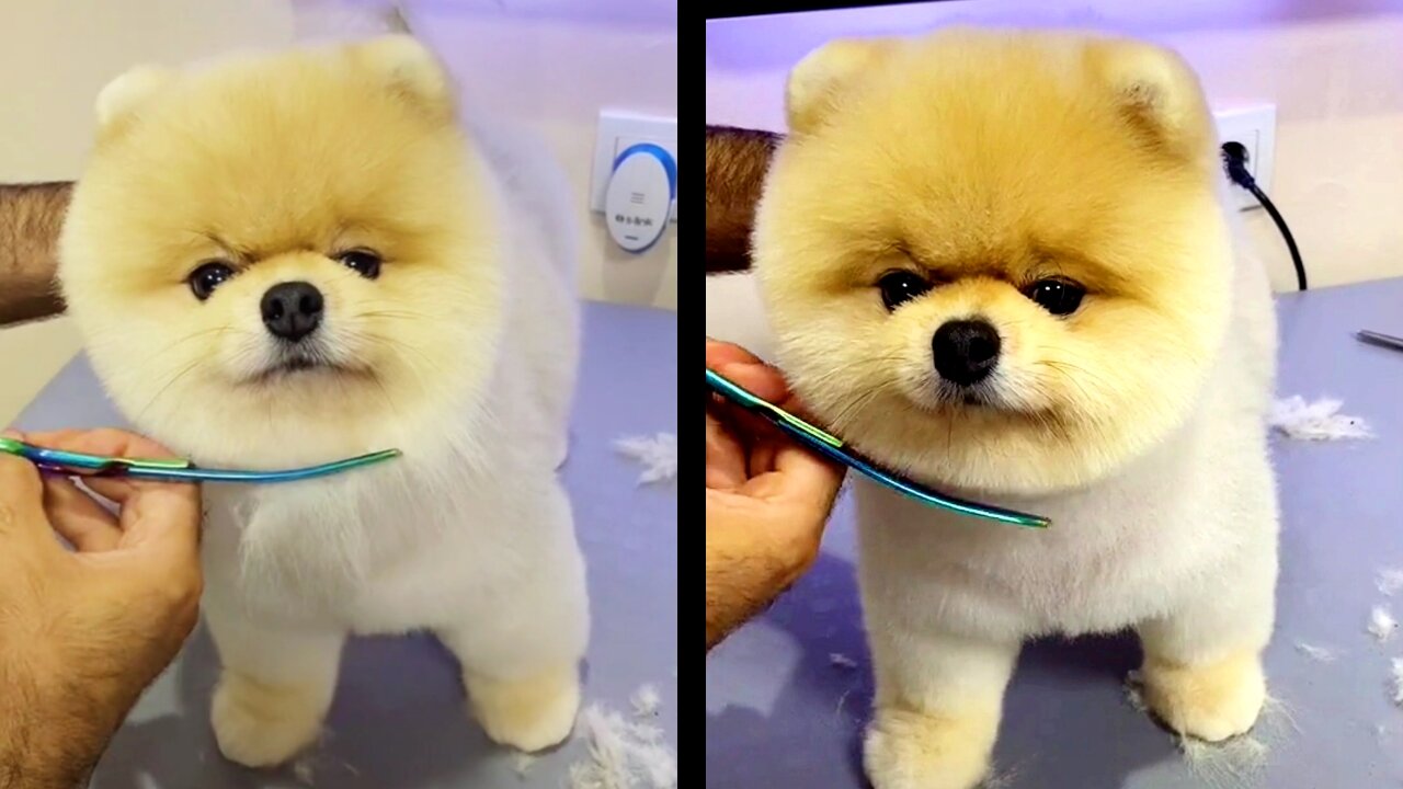 Amazing poppy baby dog cutting heair😜 #poppy #funnydog
