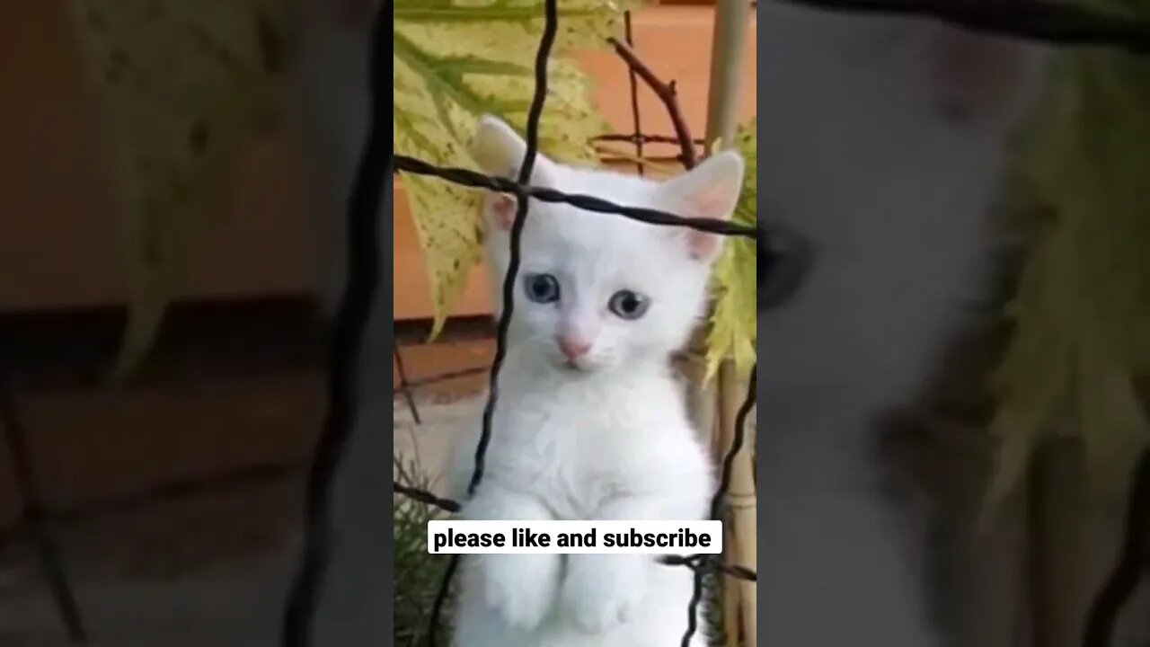 Cute Kitten Makes an Escape #cat #kitten #blueeyes #freedom