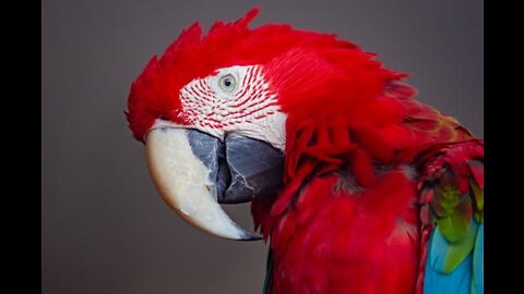 Amazing Parrot Birds Beautful Natural Life Video.