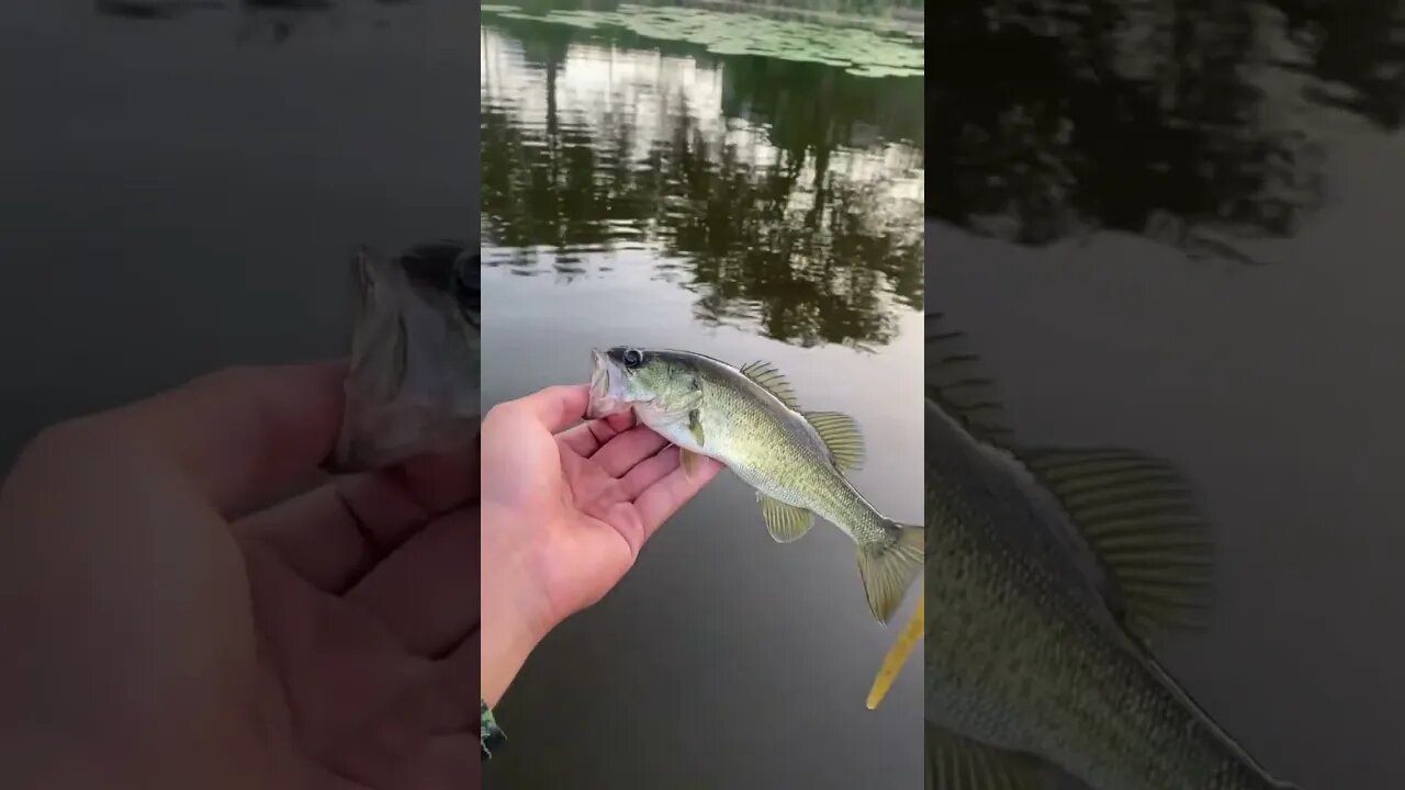 Bass with the TEXAS RIG SENKO