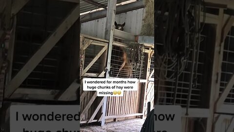 Such A Smart Horse tiktok marissa claire1