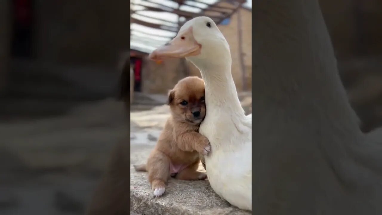 पप्पी और बत्तख की दोस्ती Puppy and duck friendship