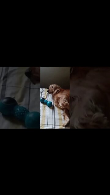 #dogshow, #amimals, #dogs, #shorts