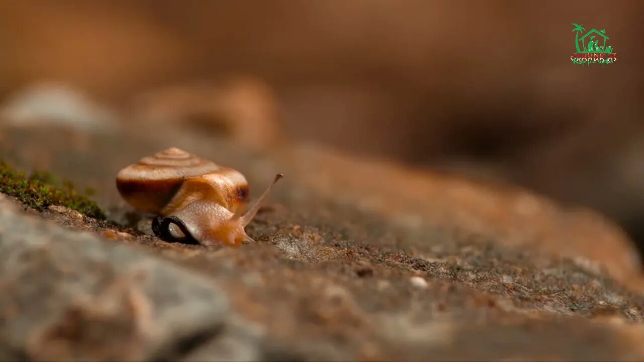 Snail crawling