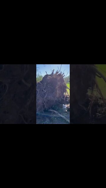 Large Tree Knocked Down from Hurricane Fiona