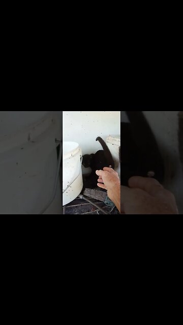 Two Kittens a boy and a girl