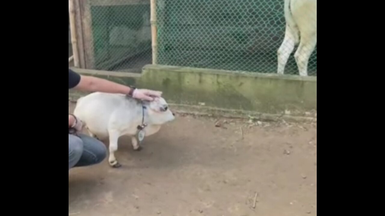 Smallest cow in the world found in Bangladesh.