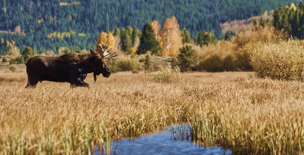 Colorado Fall Color 2018