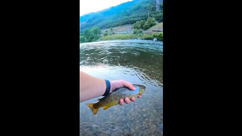 Catching Little Brown Trout | Fly Fishing