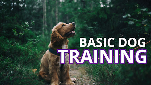 Basic Dog Training - Top 10 Tips