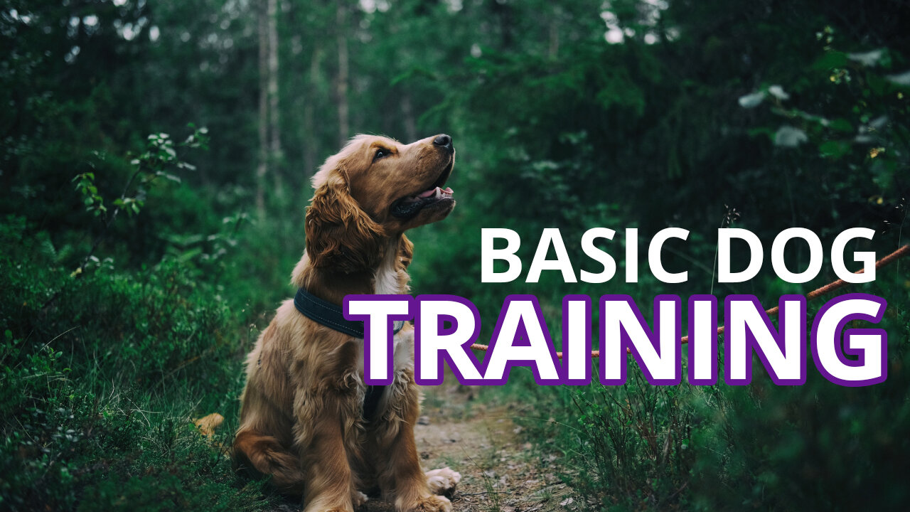 Basic Dog Training - Top 10 Tips