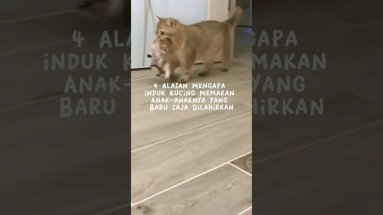 4 Alasan kenapa kucing makan anak nya #kucing