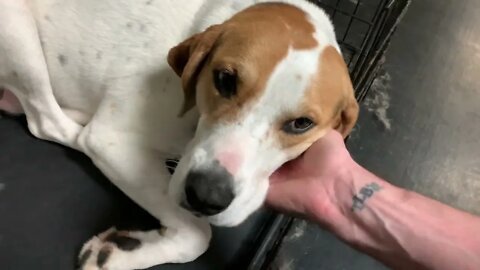 [0785] GOOD NIGHT PUPPIES - EPISODE 303 [#dogs #doggos #doggies #puppies #dogdaycare]