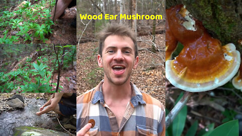 13 Spring Wild Edibles and Medicinals. Tik Tok Compilation of Wild Plants and Mushrooms. Reishi