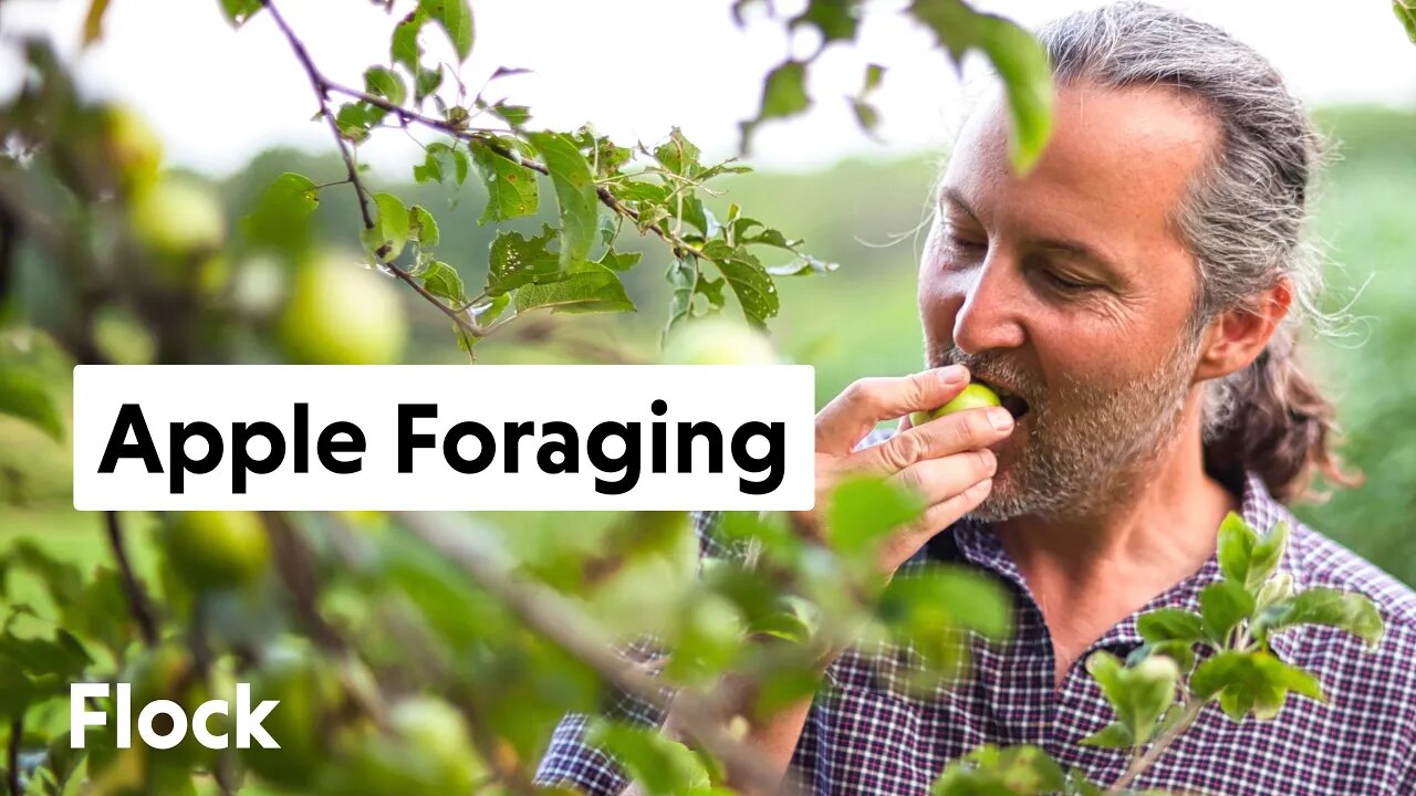 FORAGING Wild APPLES for CIDER — Ep. 056