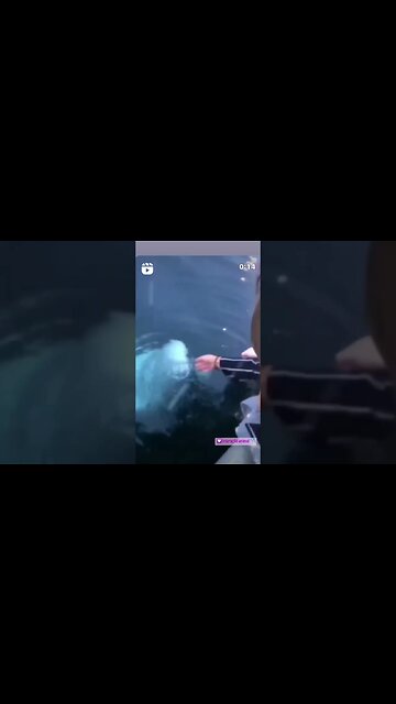 Animais interagem e demonstram capacidades surpreendentes...