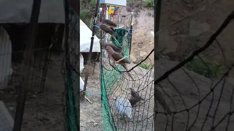 Native brown cuckoo doves have babies!