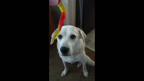 Doggo Tries | Part 1 - Gummy Worm