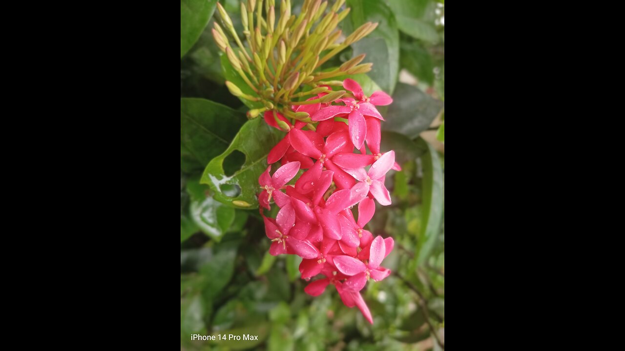 Flowers give people peace of mind 😍🤩🥰