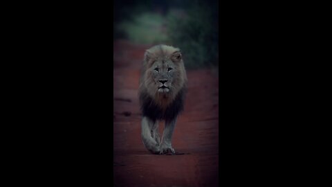attitude and gratitude of the lion