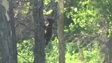DON'T MESS WITH THIS! Mamma black bear and cub!