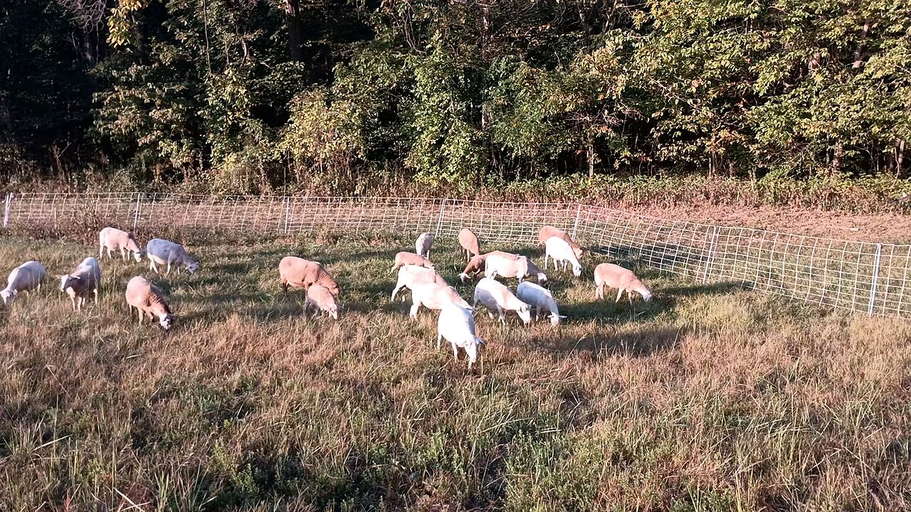 Hump Day! Happy Sheepies.