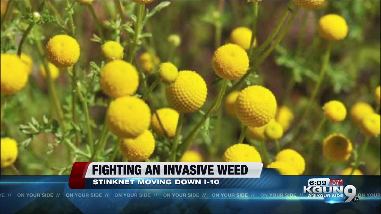 Fighting an invasive weed