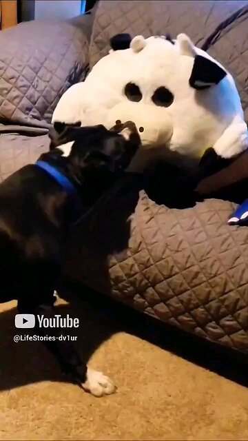 🐶 VS 🐄 #staffordshirebullterrier #dogs #doglovers #shorts