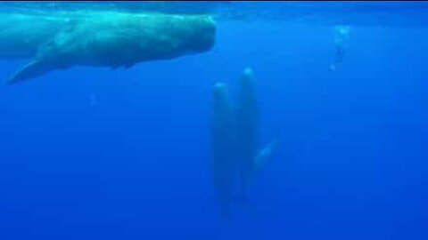 Diver in awe of huge sperm whales